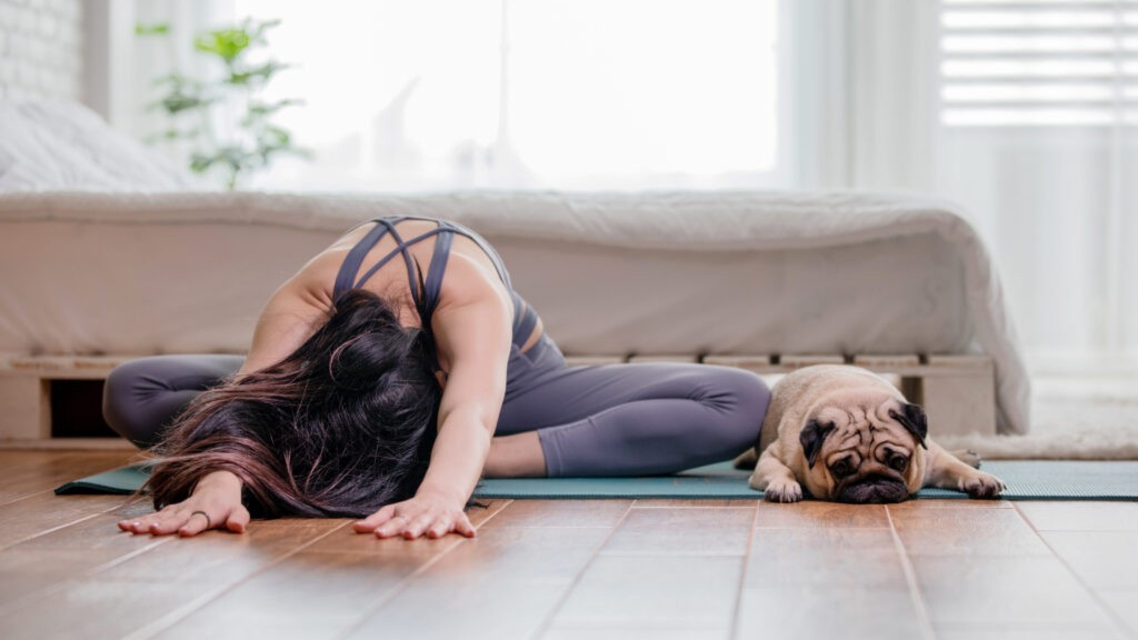 woman practice yoga with dog pug breed enjoy and relax with yoga in bedroom,Recreation with Dog Concept